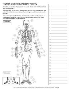 Human Skeleton Anatomy Activity 5th - 10th Grade Worksheet | Lesson Planet