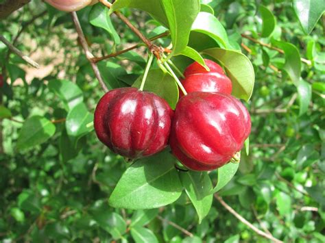 Pitanga | The red form of the pitanga, or Surinam Cherry, Eu… | Flickr