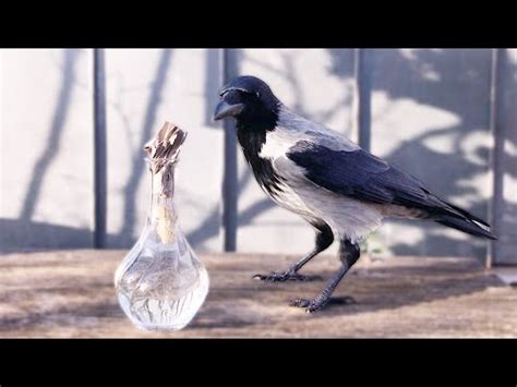 Wild Crow Solving Glass Puzzle - YouTube