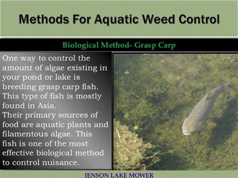 The best aquatic weed control methods