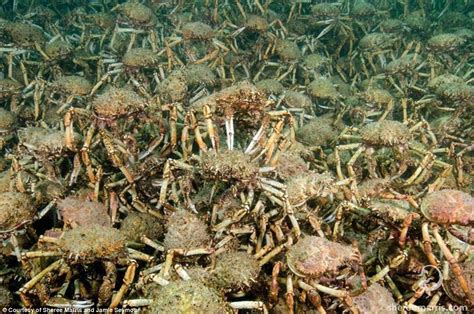 Giant crabs swarm over the ocean's floor in Port Phillip Bay | Daily ...