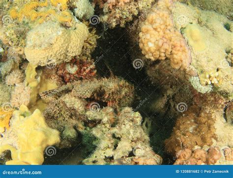 Hiding Flathead Scorpionfish Stock Photo - Image of marine, camouflage: 120881682