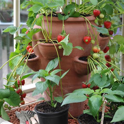 Buy Terracotta strawberry planter