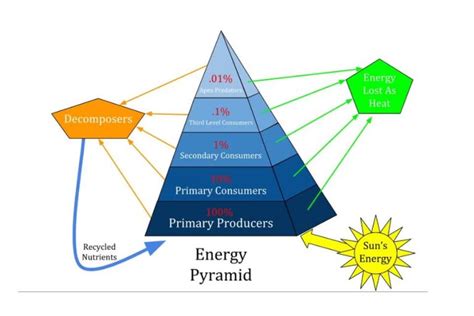 Macam-macam Piramida Ekologi Beserta Penjelasan dan Gambarnya Lengkap – Blog Mamikos