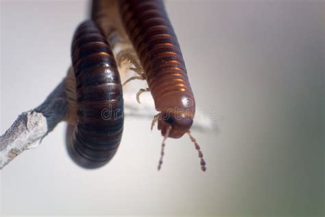 Centipede Vegetable-eating Millipedes Stock Photo - Image of nature, arthropod: 156032538