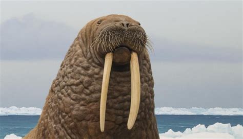 Walruses: On the Tusk of Greatness | nhmla