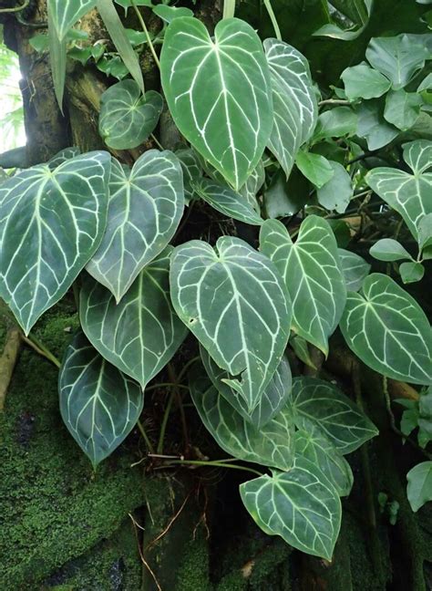 Anthurium Varieties: 21 Unique Types You Can Collect