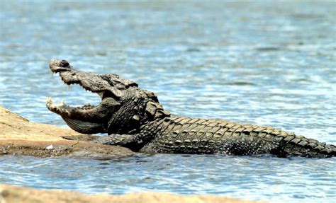 Mugger Crocodile – "OCEAN TREASURES" Memorial Library