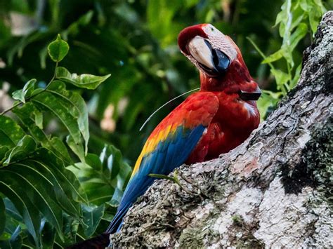 New System For Tracking Macaws Emphasizes Species' Conservation Needs - Texas A&M Today