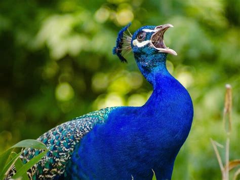 Are Peacocks Used As Guard Dogs