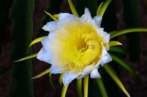 All about Hylocereus: species, care, and uses | Cyber cactus