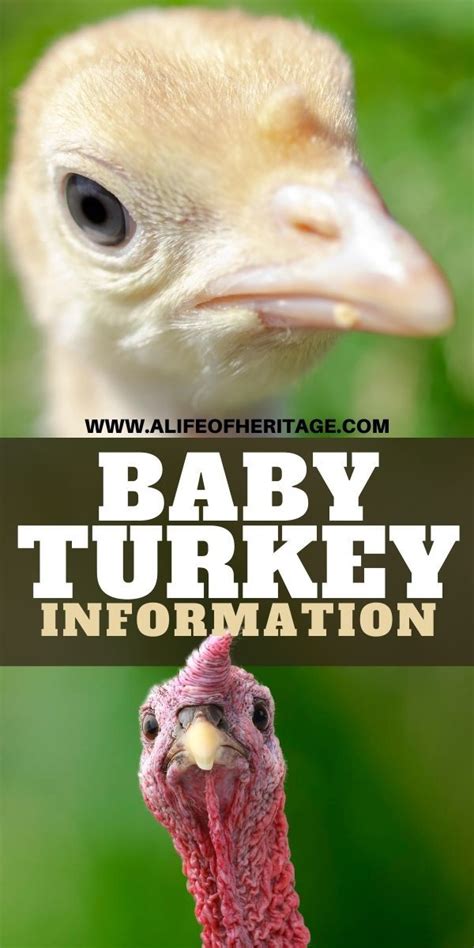 What is a Baby Turkey Called? It's a fun name! ⋆ A Life Of Heritage | Baby turkey, Pet turkey ...