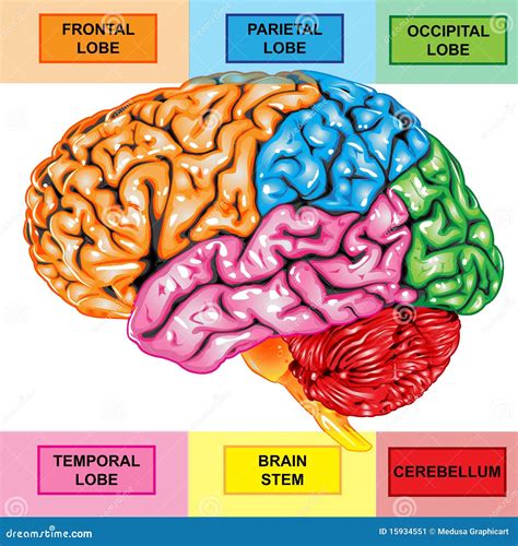 Opinión Del Lateral Del Cerebro Humano Stock de ilustración ...