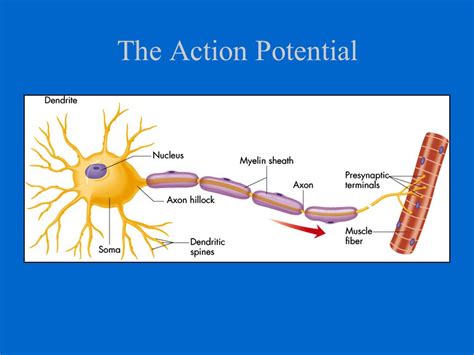 Top 133+ Saltatory conduction animation - Merkantilaklubben.org