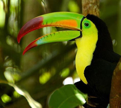 Toucan | Keel billed toucan, Pet birds, Exotic birds