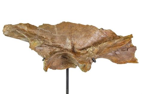 12.3" Fossil Theropod (Troodon?) Ilium - Montana For Sale (#113083 ...