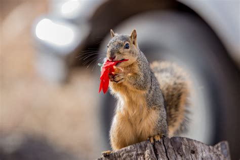 3 of Our Favorite Super Telephoto Lenses for Captivating Wildlife ...