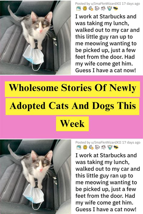 Wholesome stories of newly adopted cats and dogs this week – Artofit