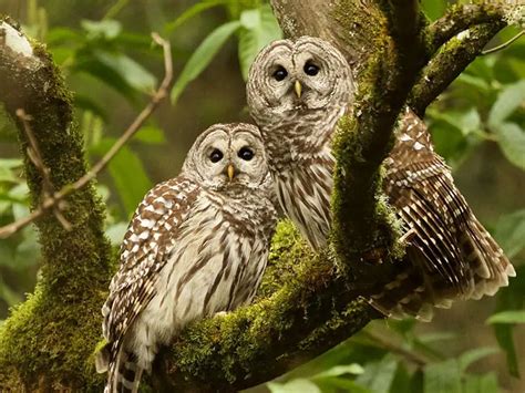 Owls In Ohio: 8 Night Bird Species (Habitats & Behaviors)