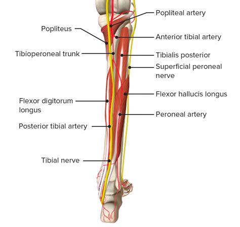 Neurovascular Anatomy Leg