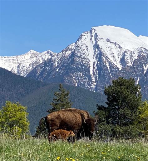 Our grass fed, Montana raised bison - The Roaming Bison Ranch