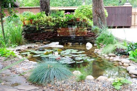 Pond Zones: Popular Pond Plants | Pet Reader