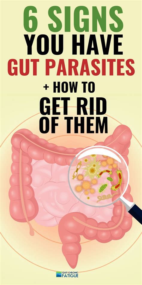 Stomach Parasites Symptoms [and how to get rid of them] - Quit Chronic Fatigue | Parasites ...