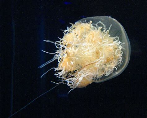 Nomura's jellyfish Types Of Jellyfish, Giant Jellyfish, Jellyfish Sting, Colorful Jellyfish ...