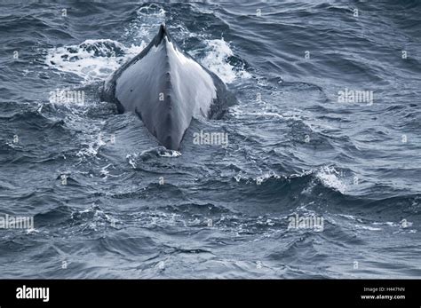 Humpback whale, back, water surface Stock Photo - Alamy