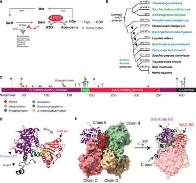 Frontiers | Functional and Pathological Roles of AHCY