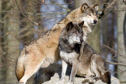 Wolves Of The World - Eastern Timber Wolf - Canis lupus lycaon