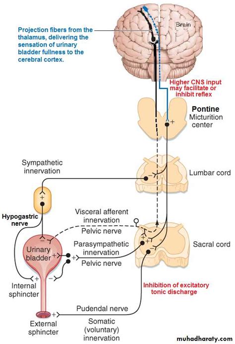 Renal physiology docx - د.أمجد - Muhadharaty