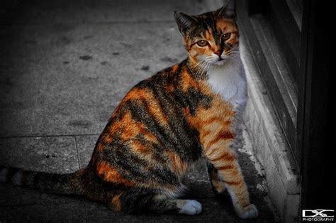 Orange and Black Striped Cat