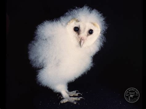 Owlet identification and ageing - The Barn Owl Trust