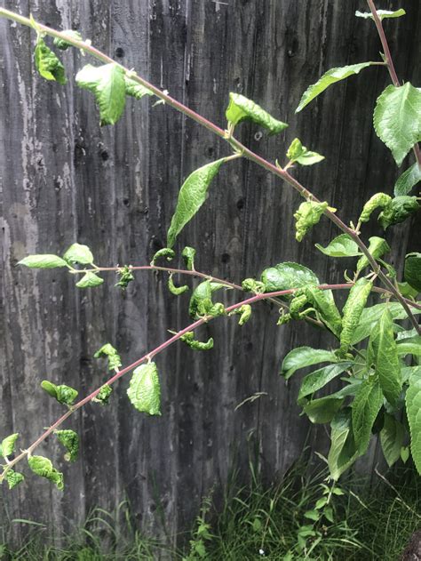 Plum tree - curling and brown leaves — BBC Gardeners' World Magazine