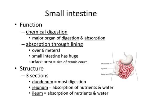 PPT - Human Alimentary Canal Part 2 PowerPoint Presentation, free download - ID:2789467