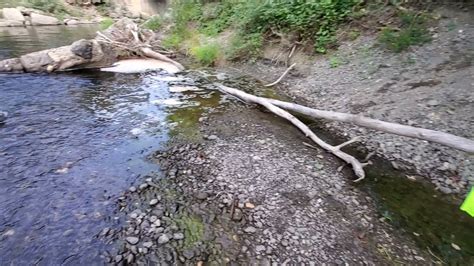 Unclogging Culvert Blocked By Beavers. Dusty - YouTube