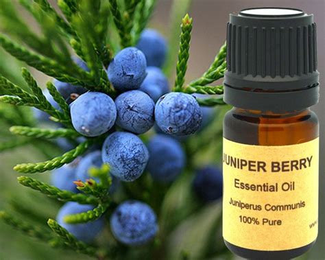 Juniper Berry Essential Oil 5ml 10 Ml or 15 Ml - Etsy