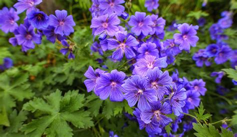 Flowers To Go With Geraniums at rebeccafbolden blog