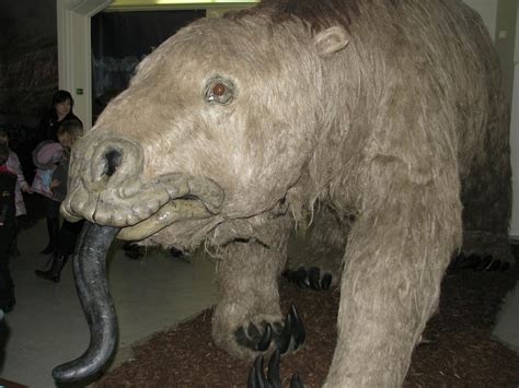 Megatherium_americanum.JPG (1200×900) | Prehistoric animals, Animals ...