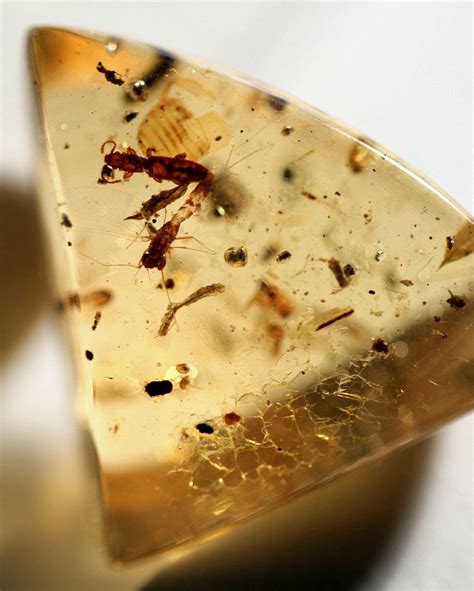 Insects in amber