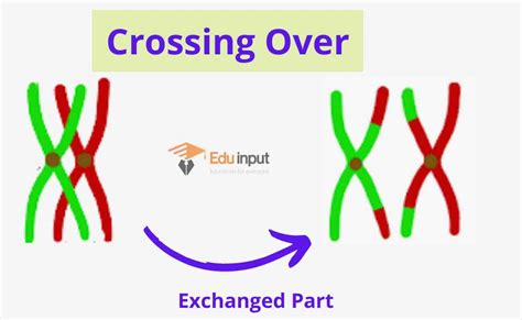 What is Crossing Over?-Definition, Mechanism, and Recombination Frequency