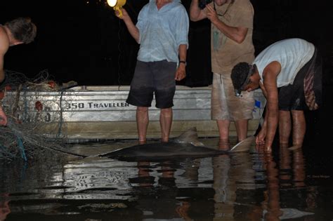 Report a Sawfish — Sawfish Conservation Society