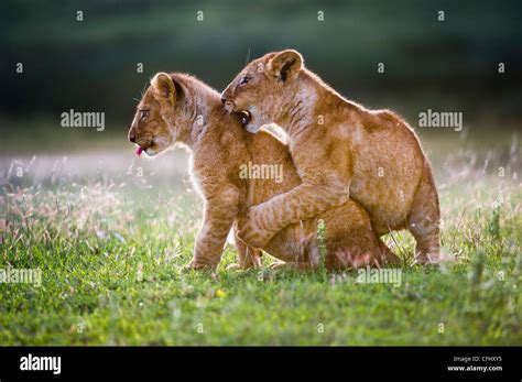 African Lion cubs around 4 month old cub playing together, Big Marsh ...