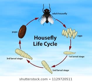 Housefly, Fly Control & Fly Killer | Pest Killers Oregon | Flies