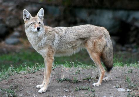 Coyote Control - Texas Wildlife Control