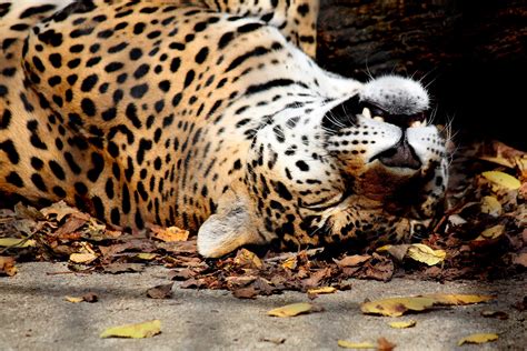 Mystery Cats: Horrifying jaguar poaching statistics