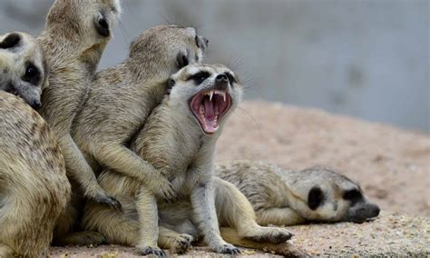 Meerkat vs Prairie Dog: What Are The Key Differences? - A-Z Animals