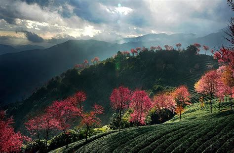 The tea mountains of Yunnan