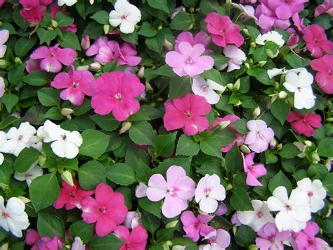 flowers for flower lovers.: Impatiens flowers.